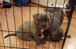 SALE TODAY ONLY - Mikelands Pocket Bully Puppy