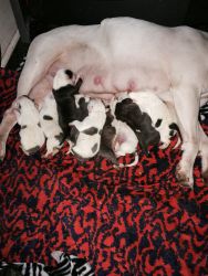 Female bully pups for sale