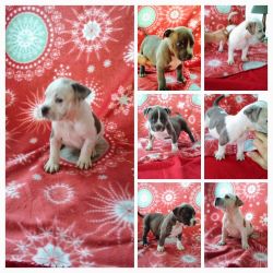 American bully pups up for grabs