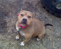 Tri American Bully Puppies On The Way