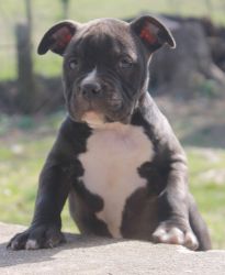 Last male pup for sale