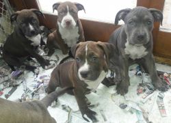 American Bully Pups $600 and up.