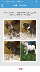 ABKC Registered 11 wk Old Bully Pups for Sale..$1200 - $1500.