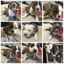 55 week old abkc American bully puppies