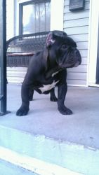 ABKC Registered Male Bully Pup for Sale