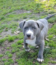 King puppies forsale