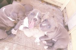 Blue bully pit puppies