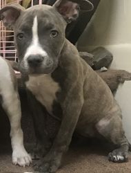 Female bully puppies