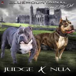 blue mountain xl bullies pups are coming soon