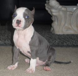 bully male pup