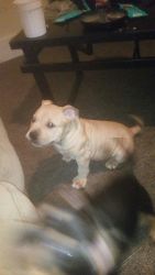 2 month male American Bullie for sale