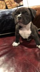 American Bullys for sale (DAX LINE)