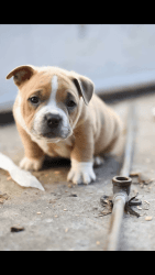 American Bully Exotic Puppies