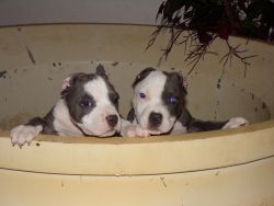 bully male pups