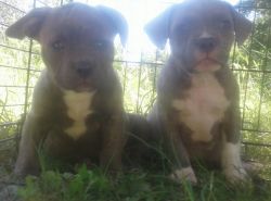 Blue Brindle Bully Puppies UKC