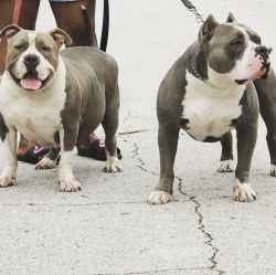 American Bully puppies for sell