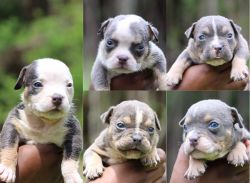 Available tri color bully