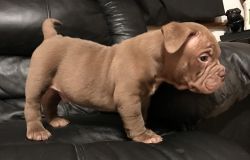 Chocolate exotic American bully puppies
