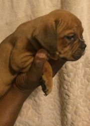 **Moving Sale** UKC Registered Bully Pups
