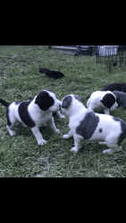 American bully pups