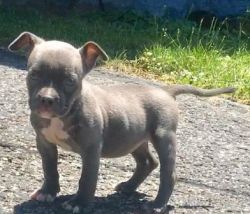 Am. Bully pup forsale female 6wks old