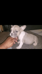 Exotic Bully pup for sale