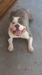Adult bully stud for sale great deal don't miss out
