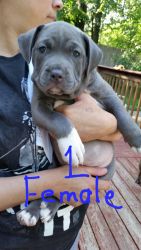 American bully puppies for sale