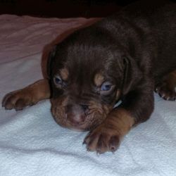 tri color bully puppies