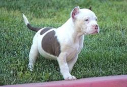 Outstanding American Bully puppy