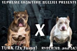 Blue Bully Puppies For Sale!!!!! Awesome pedigree!! Accepting Deposits