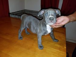 Affordable Bullie puppies