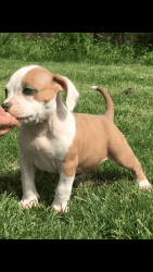 Outstanding AKC American Bully pups.