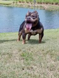 Blue Tri Miagi, Freakshow & Mikeland Bully Male Open for Stud