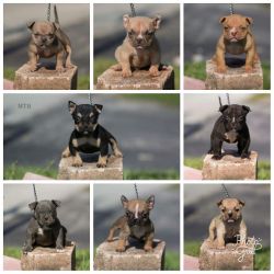 2x Bolow pups available.