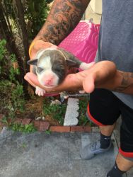 American bully puppies Tampa fl