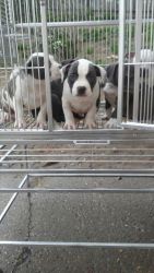 Adorable AKC American Bully pups.