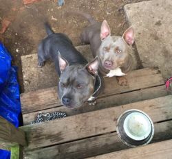 Tri color male & female bully puppys for sale