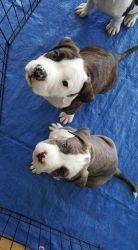 Stunning American Bully pups.