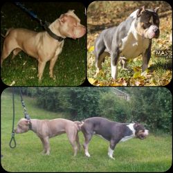 Americsn bully puppies for sale blue blue brindle tri carrrier