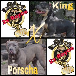 King X Porscha don't miss out !