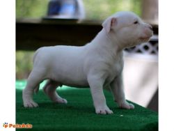 white Male American Bully Pocket puppy available.