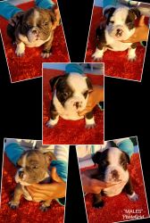 BOLOW & BAMBOO BLOOD PUPS FOR SALE