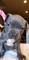 American bully charcol grey and white UKC, and ABKC registration.