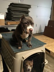 American bully puppies champion bloodline