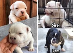 Exotic American Bully Pups!!!