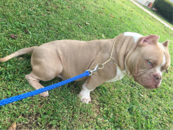 Male Exotic Bully for Sale