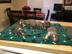 Beautiful Blue Tri Color American Bully Puppies