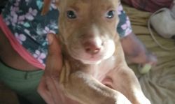 Bully pits different colors fawn blues, orange,fawn brindle,