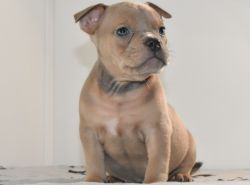 Negotiable! Pocket Extreme Ch.Bloodline Pups!